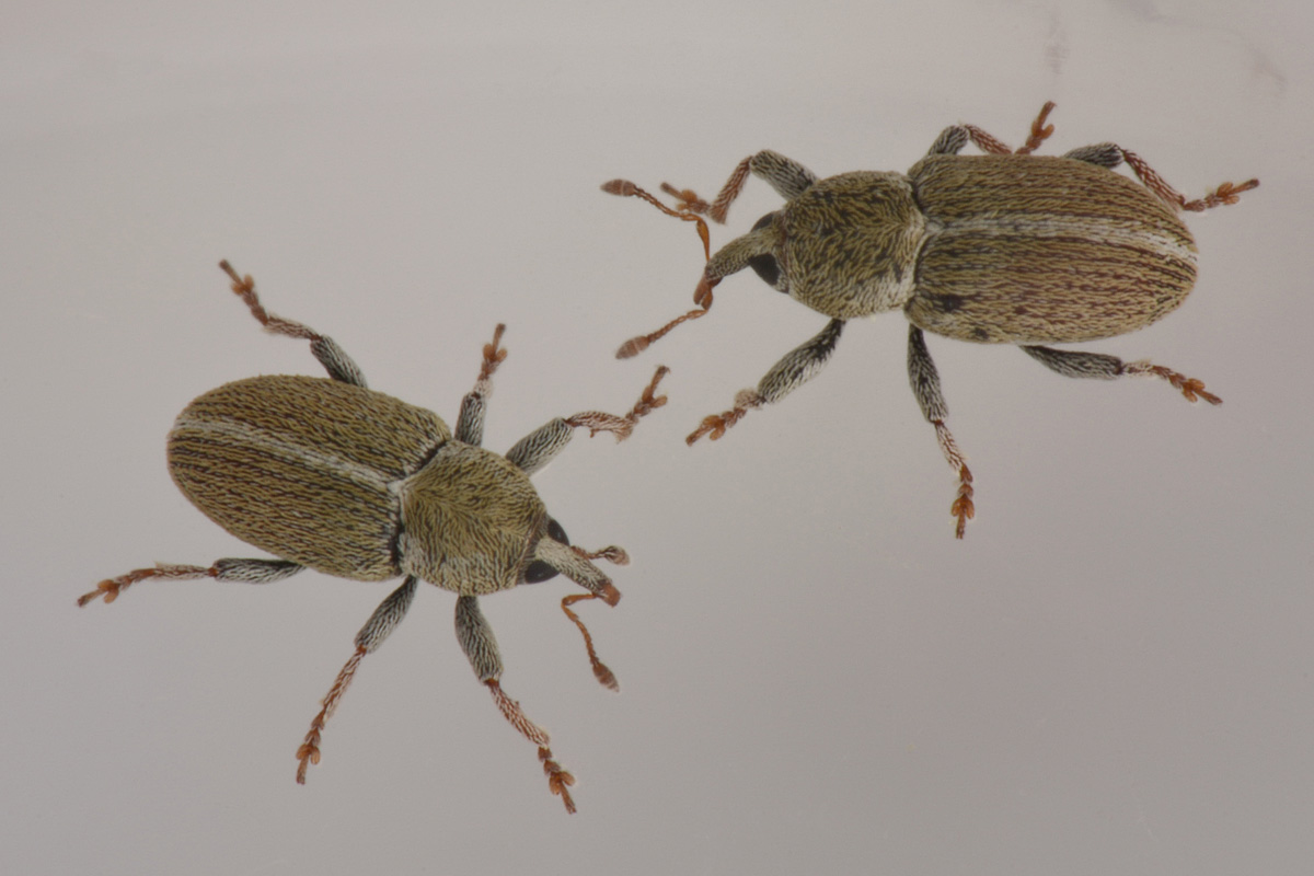 Curculionidae: Tychius meliloti anche loro? Molto probabimente s